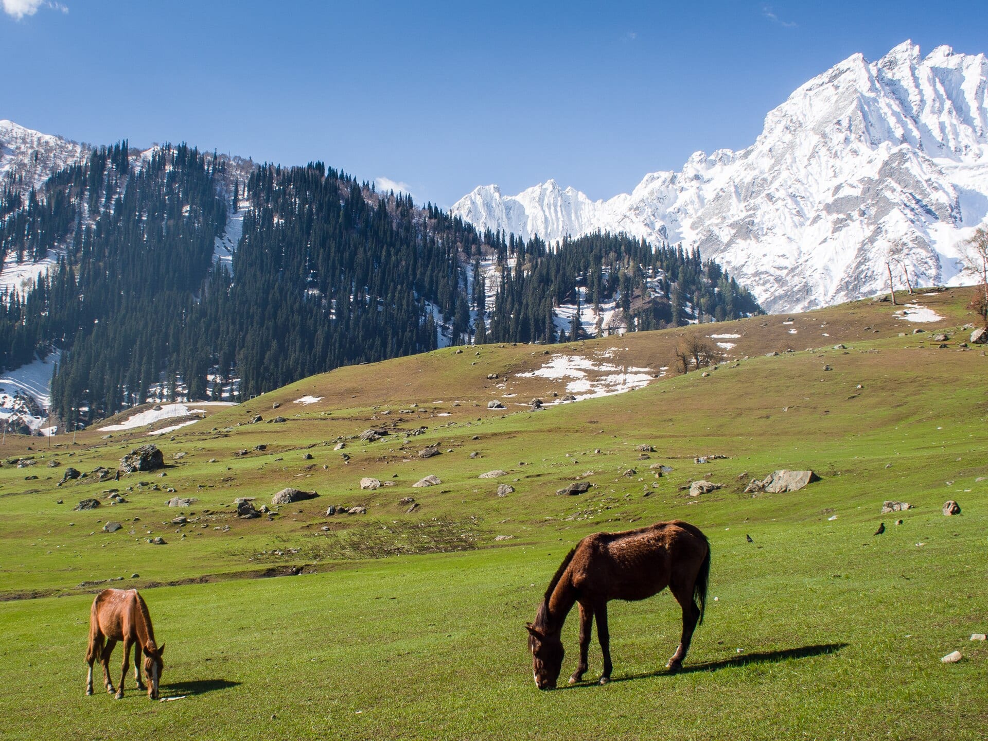 Meadows and snow peaks of Sonamarg, Kashmir